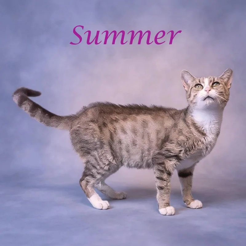 Summer C thumbnail 6