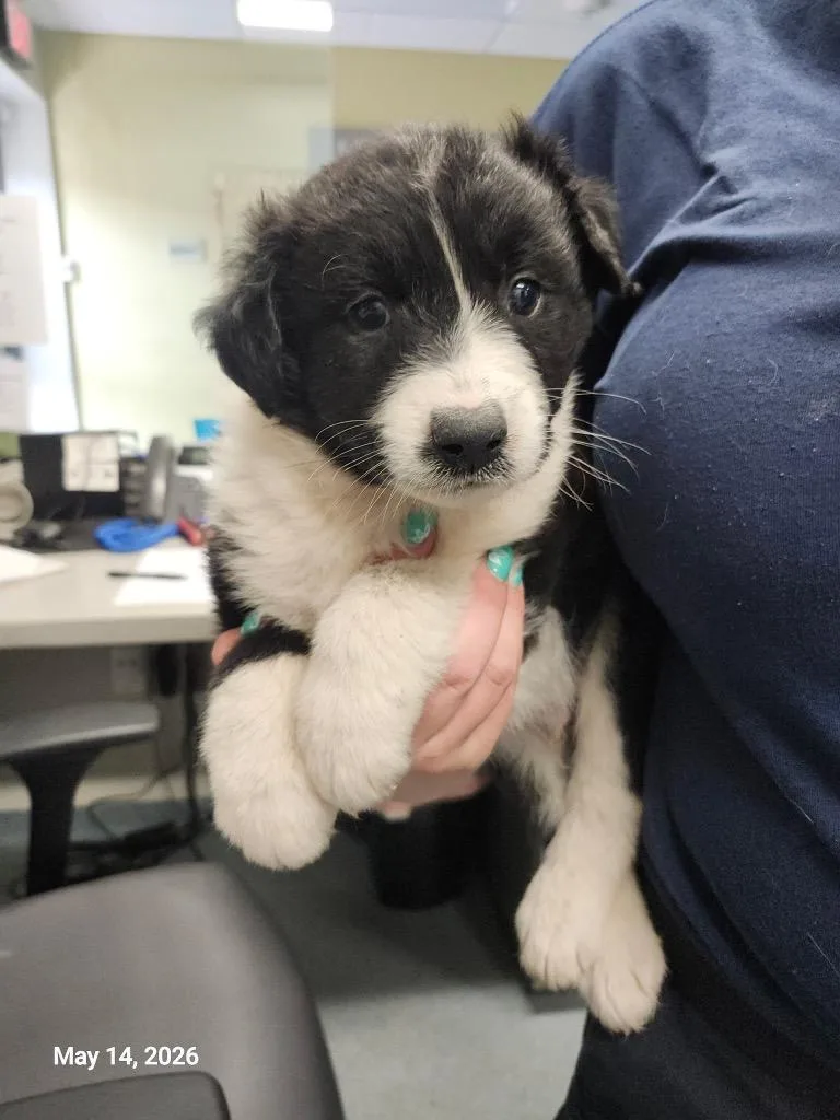 A baby large-sized male Mixed Breed dog named Conner for adoption in Sapulpa, OK