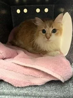 Clementine