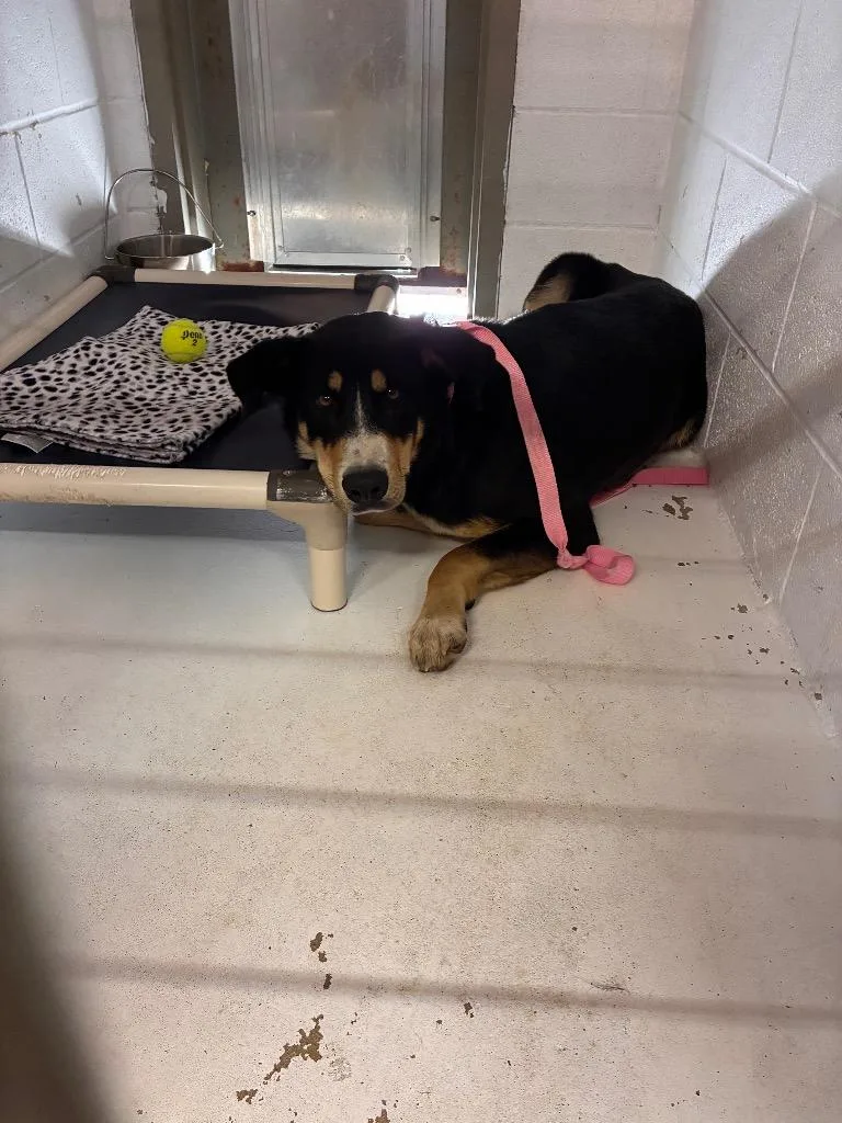 A young medium-sized female Mixed Breed dog named Brownie for adoption in Morgantown, KY