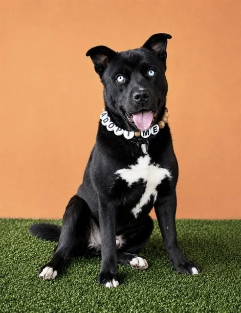 An adult large-sized male Siberian Husky dog named Rambo for adoption in Miami, FL