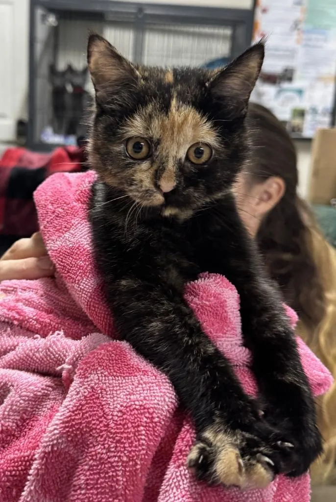 A baby medium-sized female Domestic Short Hair cat named Starfire for adoption in St. Albans, VT