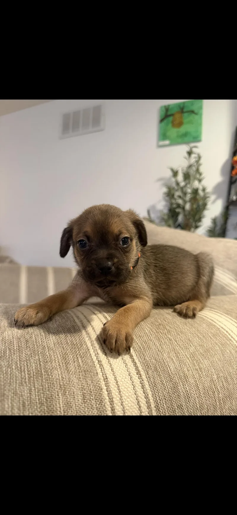 A baby medium-sized male Terrier dog named Fennac for adoption in Berlin, NJ