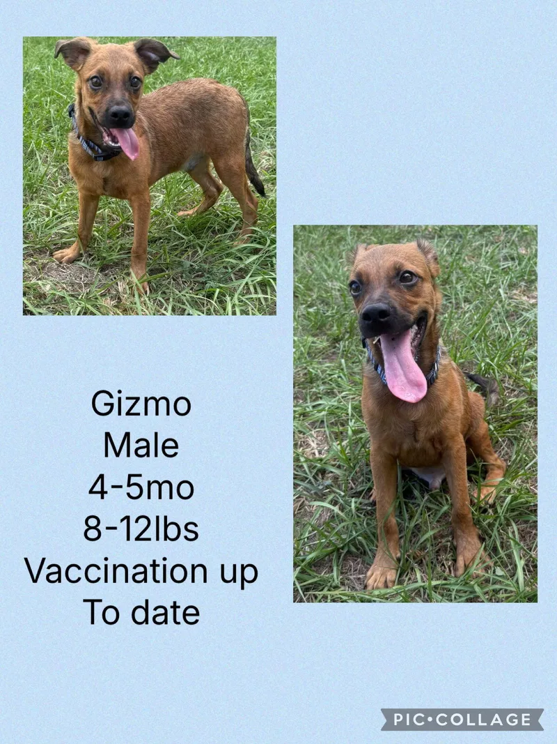 A young small-sized male Whippet dog named Gizmo for adoption in Virginia Beach, VA