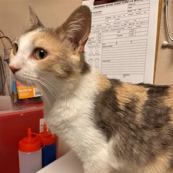 A young medium-sized female Calico Domestic Short Hair cat named Reignbeau for adoption in Tempe, AZ