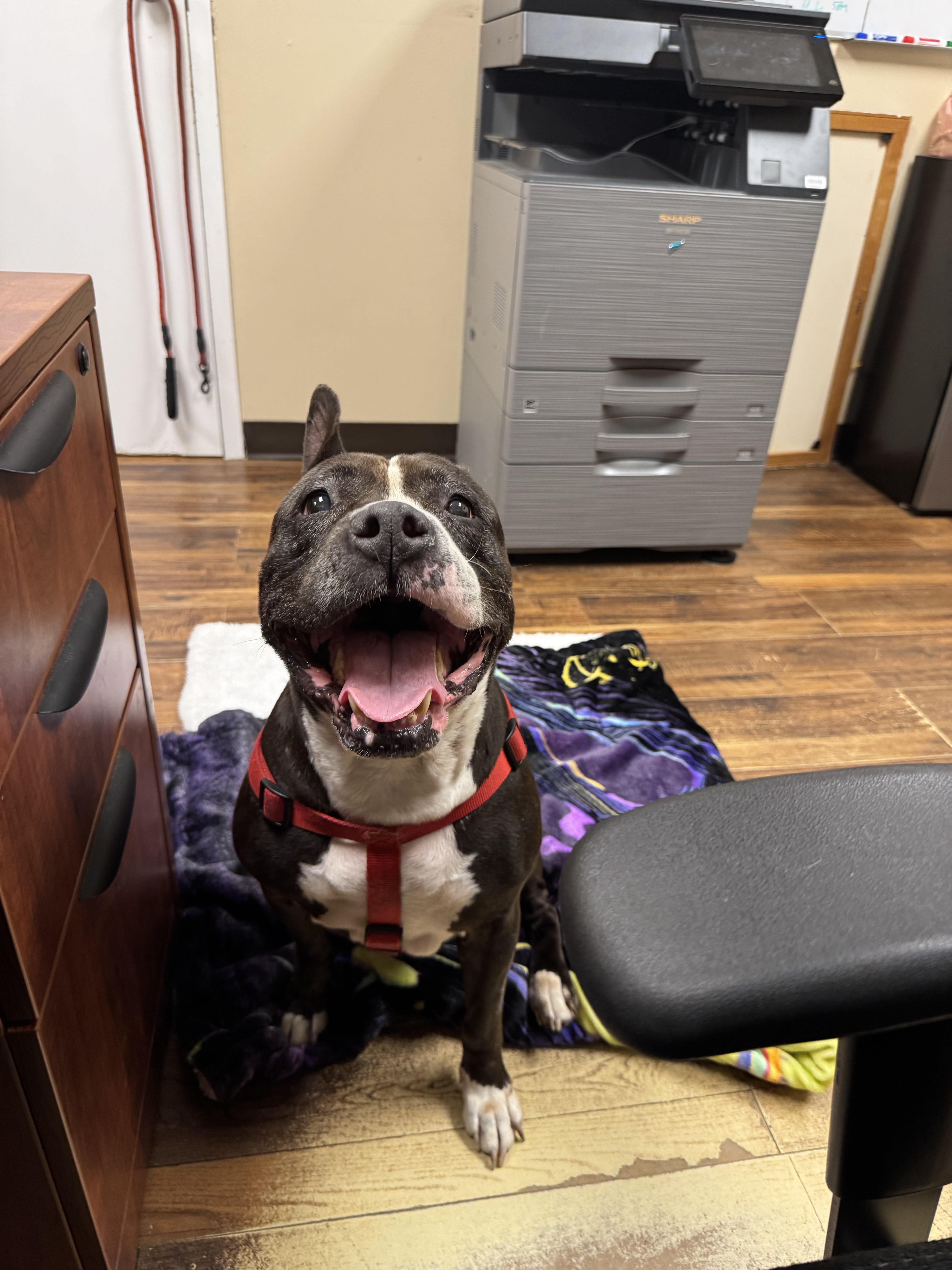 A senior large-sized female Tricolor (Brown, Black, & White) Mixed Breed dog named Bonnie for adoption in Melbourne Beach, FL