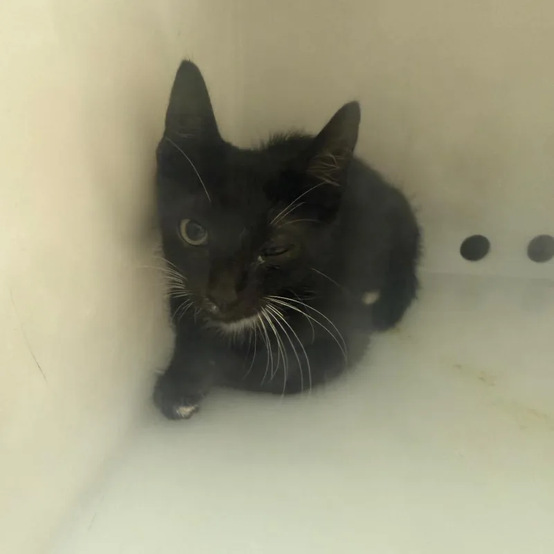 A baby small-sized male Black Domestic Short Hair cat named Cornelius for adoption in Columbus, GA