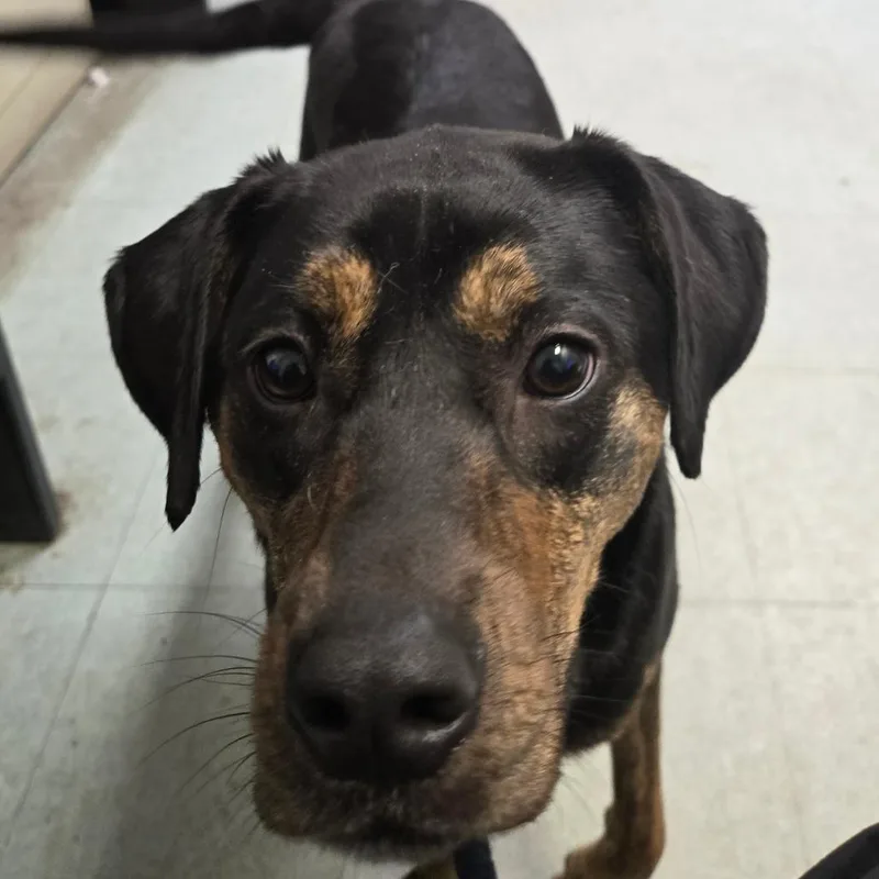 A young medium-sized female Black Mixed Breed dog named Lucky Girl for adoption in Philadelphia, PA