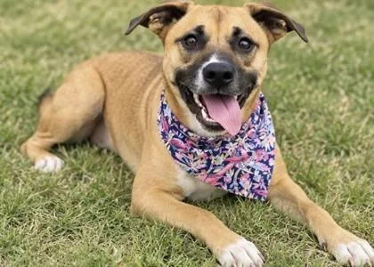 A young medium-sized female Tricolor (Brown, Black, & White) Mixed Breed dog named Ember for adoption in Hamilton, OH