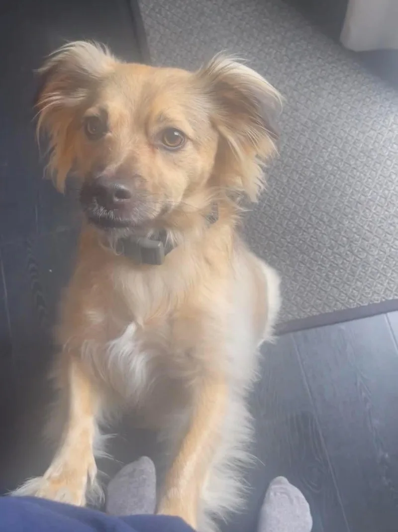 An adult small-sized male Chihuahua dog named Bo for adoption in Virginia Beach, VA