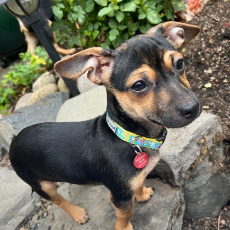 A baby small-sized male Black Chihuahua dog named Westin for adoption in Portland, OR