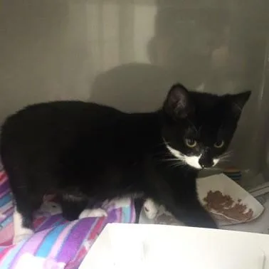 A baby medium-sized female Black & White / Tuxedo Domestic Short Hair cat named Maple for adoption in Phoenixville, PA