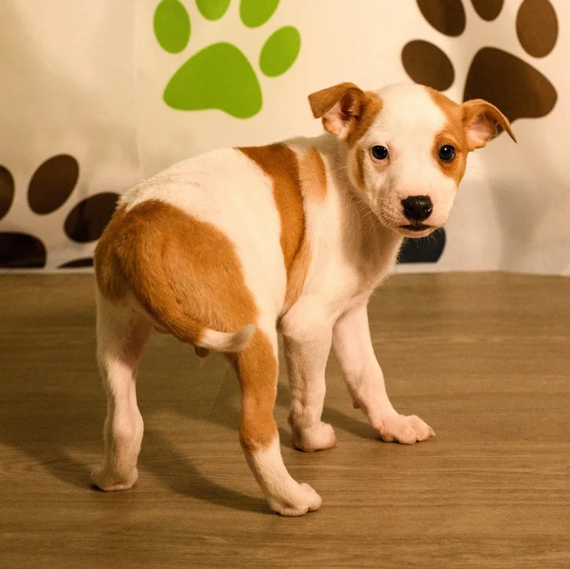 A baby medium-sized male Australian Cattle Dog / Blue Heeler dog named Declan for adoption in Brooklyn Center, MN