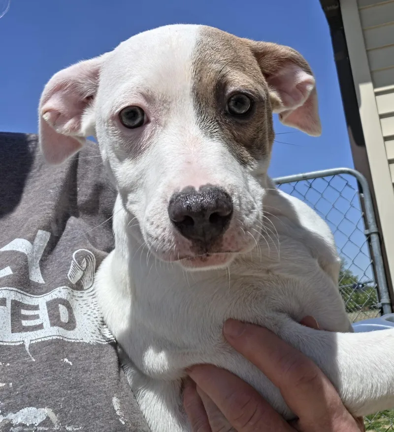A baby medium-sized female Brindle Jack Russell Terrier dog named Lolly for adoption in Terre Haute, IN