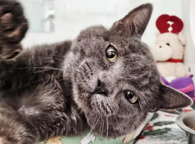 A young medium-sized male Domestic Long Hair cat named Garett for adoption in Albuquerque, NM