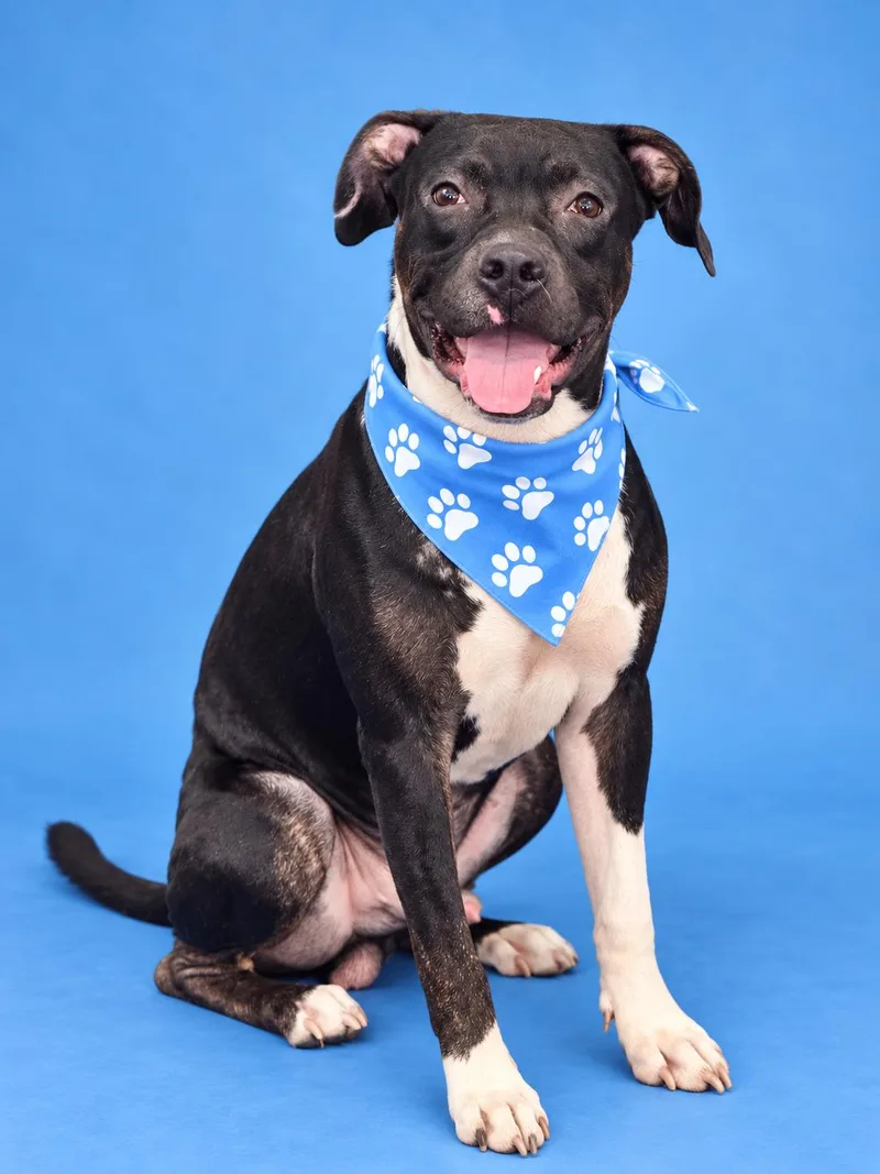A baby large-sized male Staffordshire Bull Terrier dog named Champ for adoption in Lodi, CA