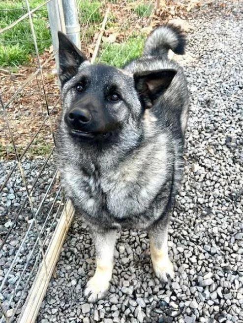 A young medium-sized male Black Norwegian Elkhound dog named Lakey for adoption in Mocksville, NC