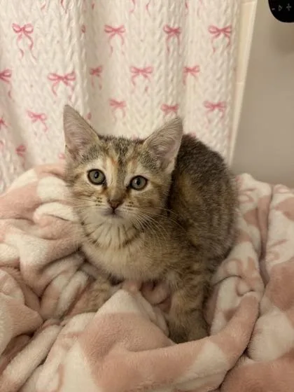 A young small-sized female Domestic Short Hair cat named Broom Stick for adoption in Lafayette, IN