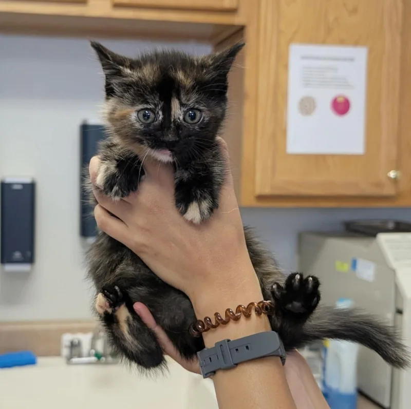 A baby medium-sized female Domestic Short Hair cat named Chamomile for adoption in Maggie Valley, NC