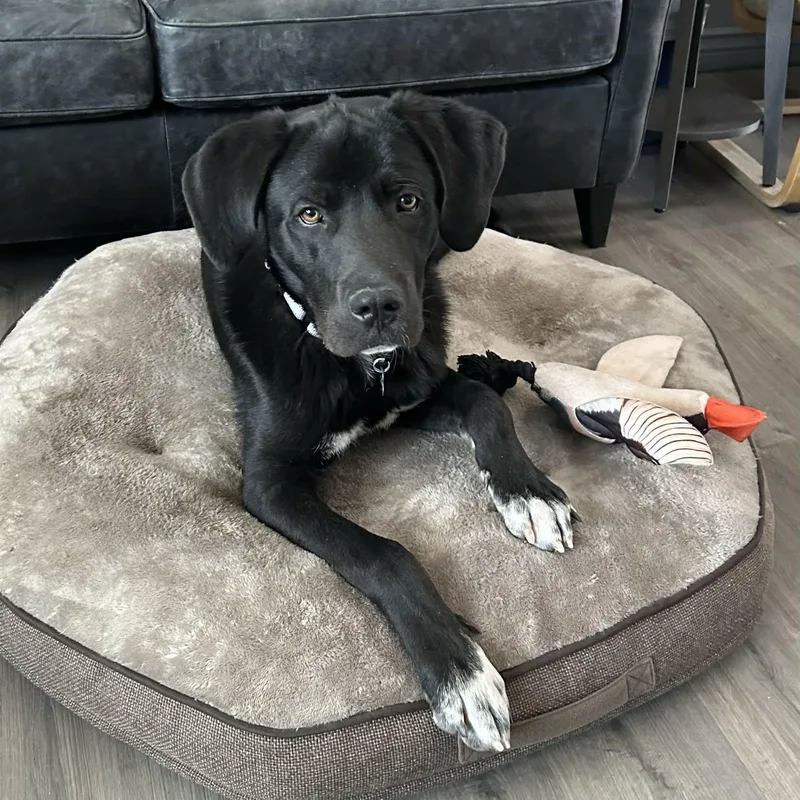 A young large-sized male Black Black Labrador Retriever dog named Ruger for adoption in Loveland, CO