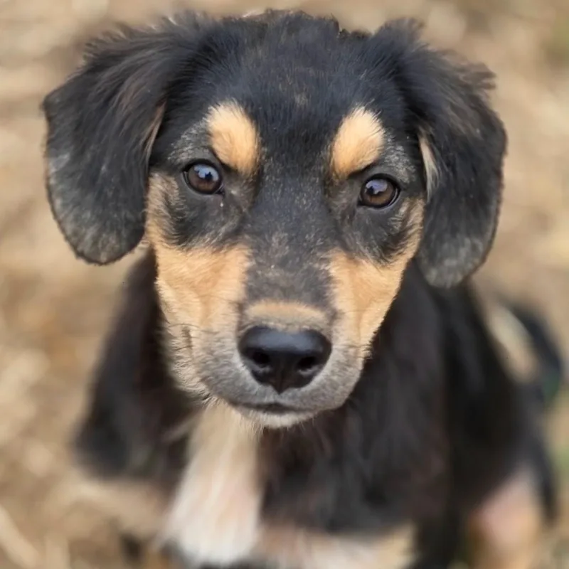 A baby medium-sized male Australian Shepherd dog named Archie for adoption in Anderson, SC