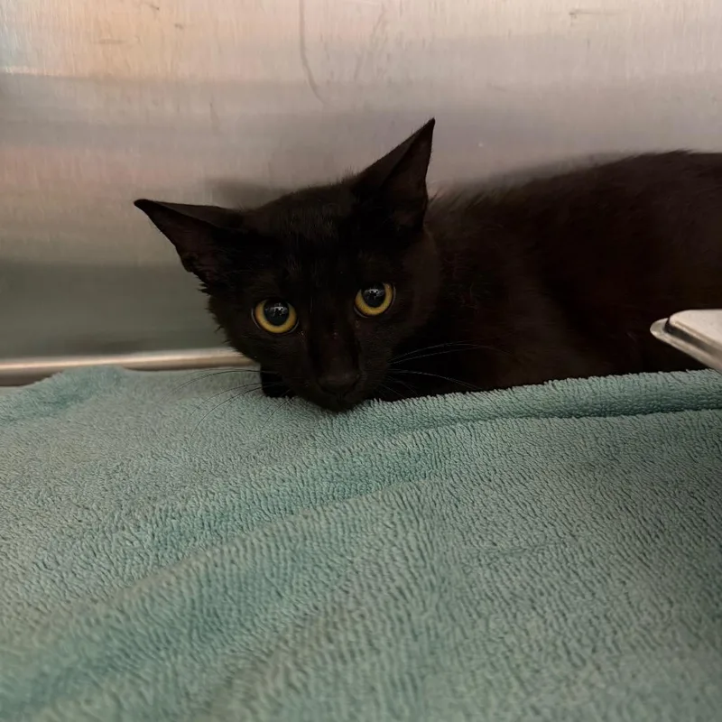 A baby small-sized male Black Domestic Short Hair cat named Wally for adoption in Englewood, FL
