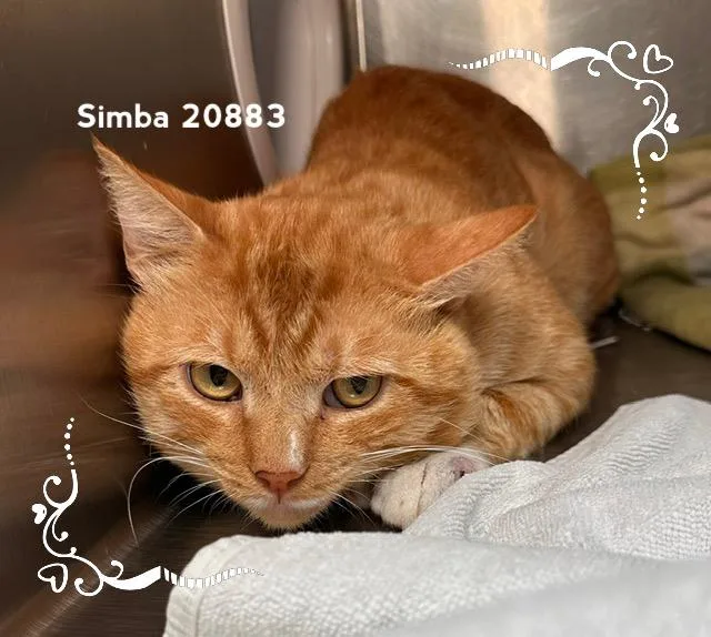 An adult medium-sized male Tabby (Orange / Red) Domestic Short Hair cat named Simba for adoption in Marietta, GA