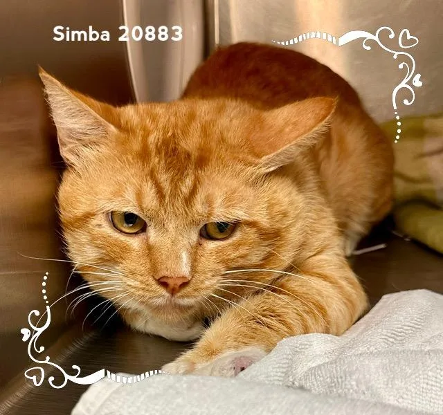 Simba thumbnail 2