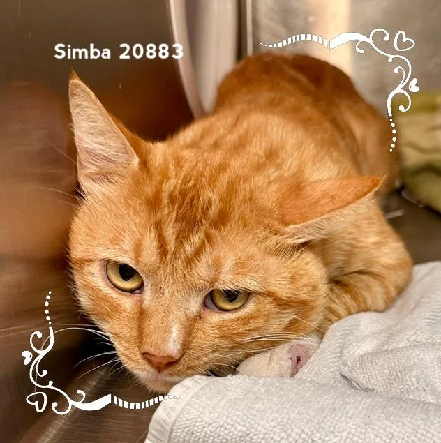 Simba thumbnail 3