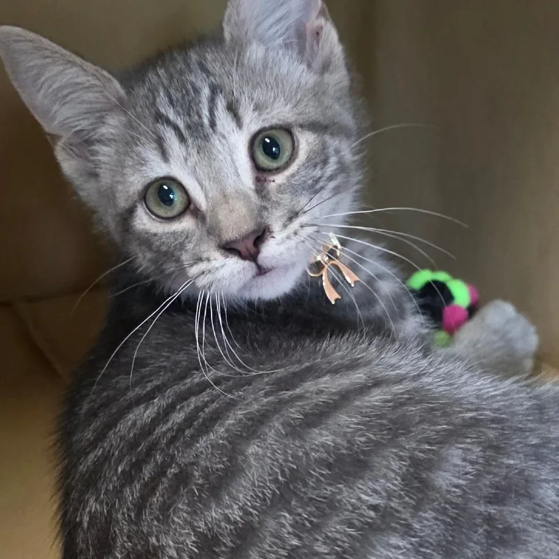 A baby medium-sized female Domestic Short Hair cat named Seven for adoption in Wiggins, MS