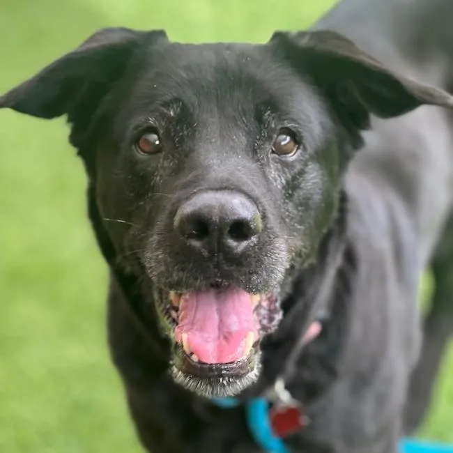 An adult large-sized female Labrador Retriever dog named Shawni for adoption in San Diego, CA