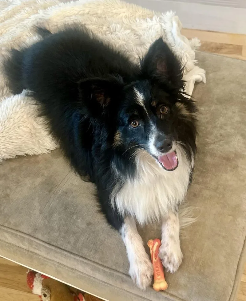 A young small-sized male Australian Shepherd dog named Salt for adoption in TULSA, OK
