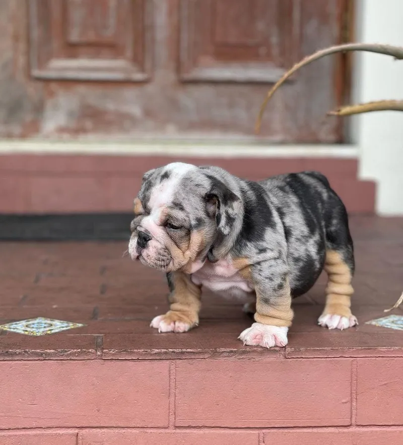 A young small-sized female English Bulldog dog named Hazel for adoption in Lakeland, GA