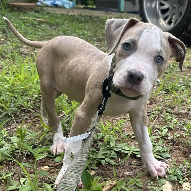 A baby medium-sized male Apricot / Beige Pit Bull Terrier dog named Creed for adoption in Bryan, TX