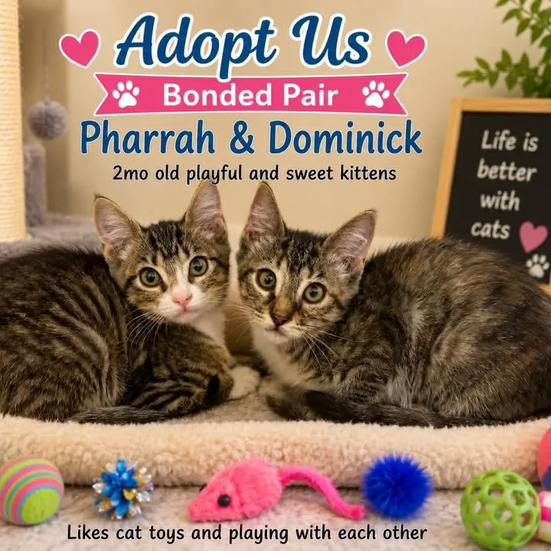 A baby small-sized male Domestic Short Hair cat named Pharrah & Dominick for adoption in Antioch, CA