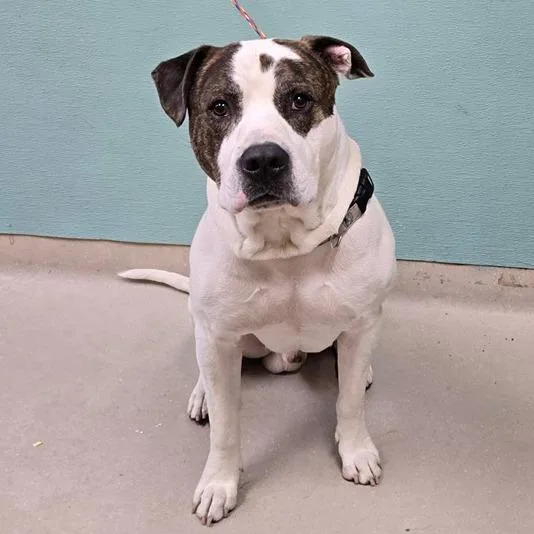 An adult large-sized male American Staffordshire Terrier dog named Jake for adoption in Stagecoach, NV