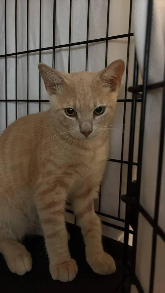 A baby small-sized male Tabby (Orange / Red) Domestic Short Hair cat named Tang for adoption in Orlando, FL