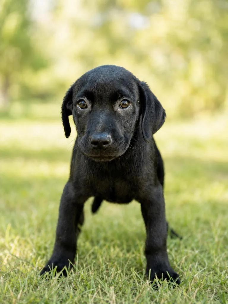 A baby extra large-sized male Labrador Retriever dog named Zoro for adoption in North Syracuse, NY
