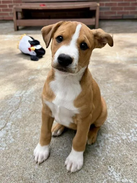 A baby medium-sized male Labrador Retriever dog named Tucker for adoption in Boston, MA