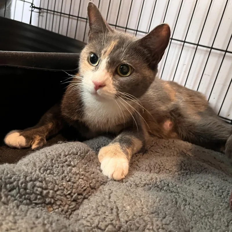 An adult medium-sized female Domestic Short Hair cat named Mrs. Ramsey for adoption in Salisbury, MA