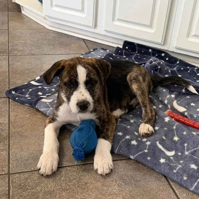 A baby medium-sized male Brindle Mixed Breed dog named Shaq for adoption in Joliet, IL