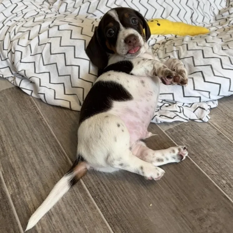 Wigglebutten