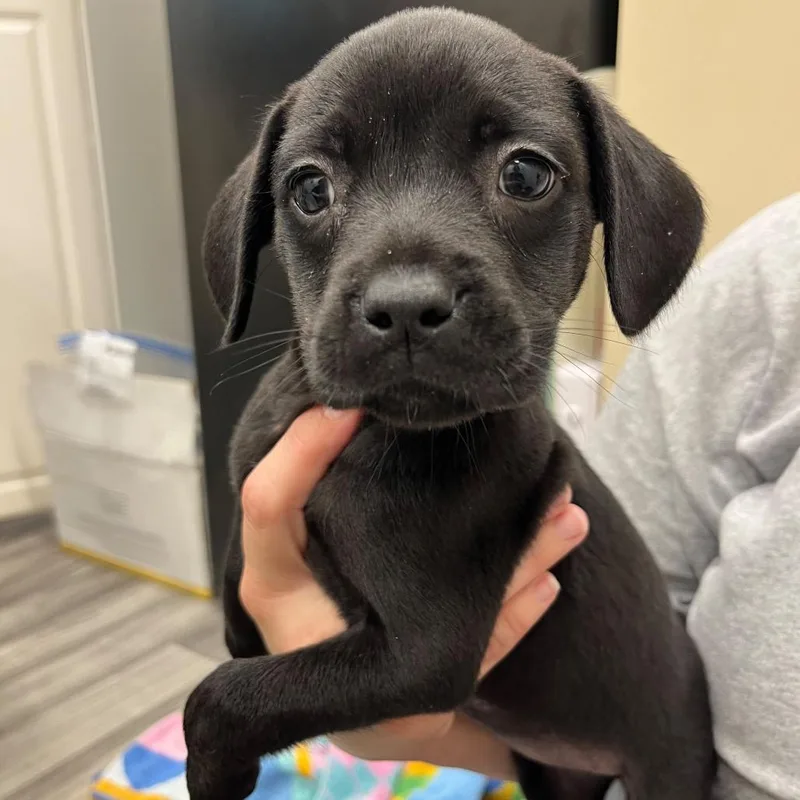 A baby medium-sized female Black Mixed Breed dog named Samara for adoption in Lake Panasoffkee, FL