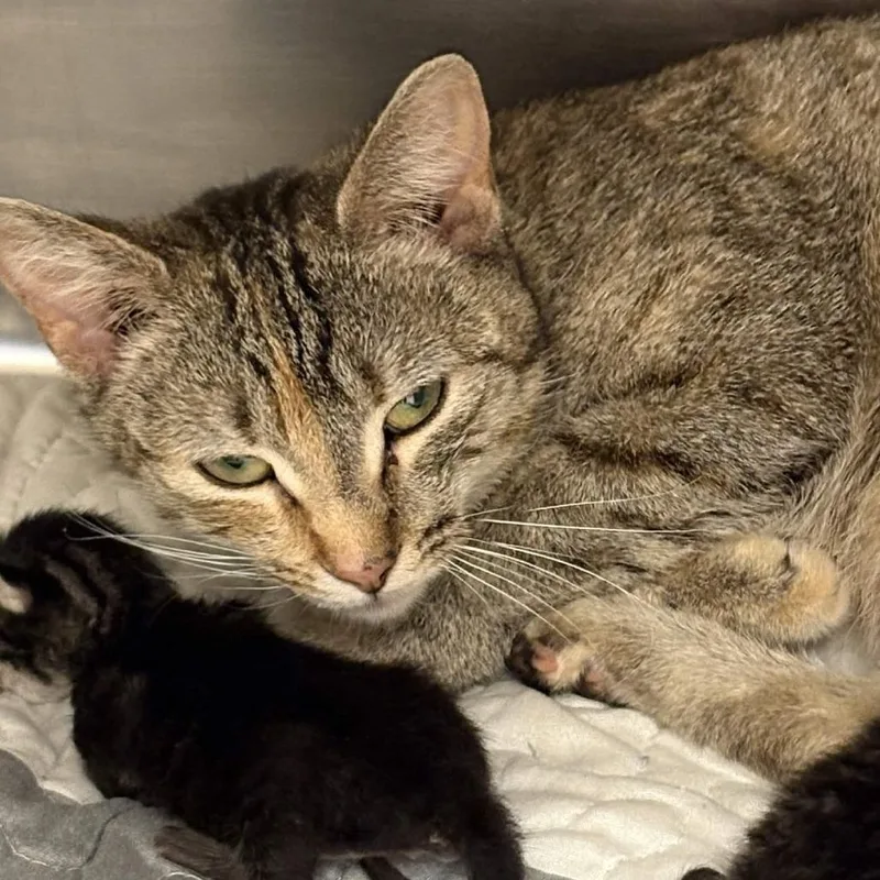 A young medium-sized female Brown / Chocolate Domestic Short Hair cat named Snickerdoodle for adoption in Gloucester, VA