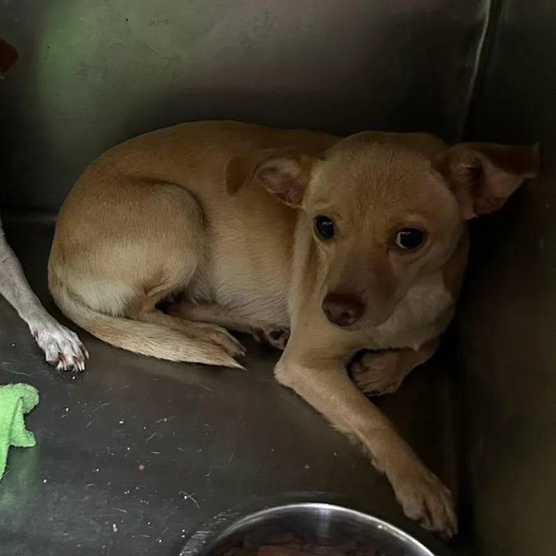 A young small-sized female Chihuahua dog named Pillow for adoption in Blue Springs, MO