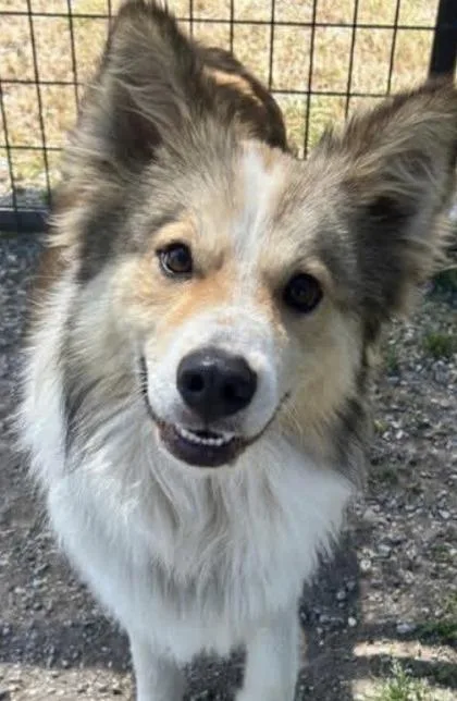 An adult large-sized male Mixed Breed dog named Lokus for adoption in Munster, IN
