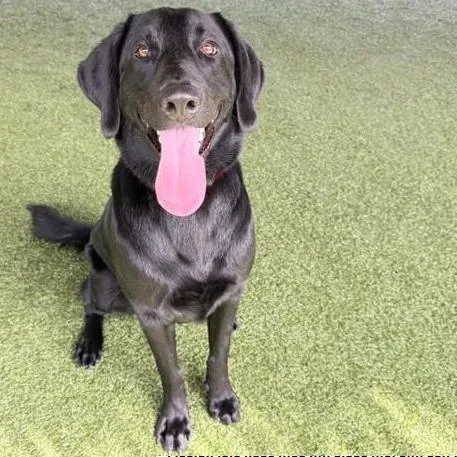An adult large-sized male Black Labrador Retriever dog named Shikamaru for adoption in West Palm Beach, FL