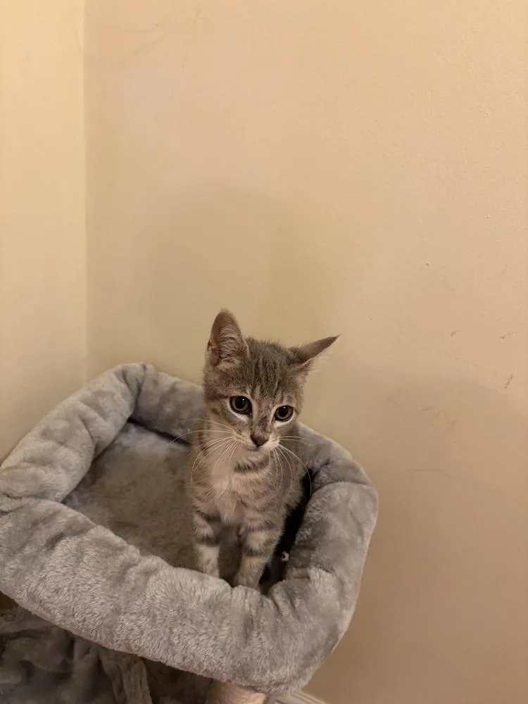 A baby small-sized female Domestic Short Hair cat named Avery JN for adoption in Greenville, SC