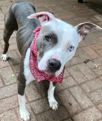 An adult medium-sized female Gray / Blue / Silver Pit Bull Terrier dog named Daisy PKA Jayci AKA for adoption in Dallas, TX