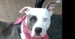 Daisy PKA Jayci AKA thumbnail 4
